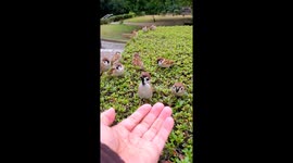 A grateful sparrow
