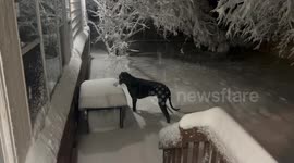 Snowfall Snack Time Canine Midnight Munchies