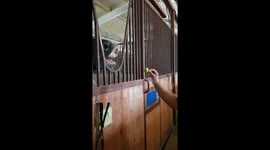 Feeding a horse fruit