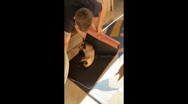 Kitten Gymnastics