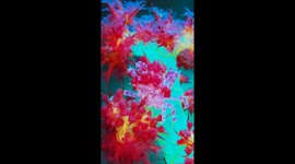 Fluorescente crab
