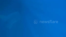 Orca bites whale shark's liver while its swimming in never before seen footage