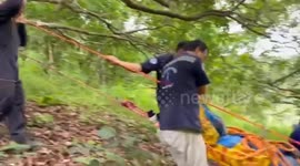 Villager 'stung to death by killer wasps' while trying to collect honey in Thailand