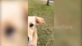 Family raises £3,000 to fly “adorable” blind stray puppy to the UK from Mauritius