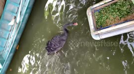 The goose takes food from the trough down to share with the fish.