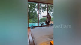 Wild monkeys rampage through hotel room in Thailand