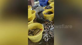 Chubby monitor lizard feasts on fish given by generous vendors at market