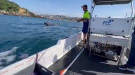 Spanish coast guards remove deadly Portuguese Man O'War jellyfish
