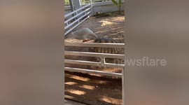 Pet giant African tortoise chases goose inside enclosure