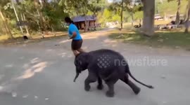 Cute baby elephant jogs with caretakers at wildlife sanctuary
