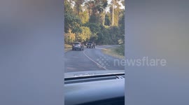Wild elephant blocks mountain road in Thailand