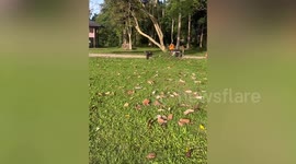 Cute baby elephant runs to greet caretaker at wildlife sanctuary
