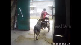 Devoted dog assists 80-year-old owner with three-wheeler in China