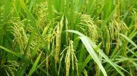 Rice Plantation  in Hubei as China Grain Output 2022 Report Released