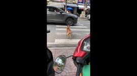 Smart dog moves on the pedestrian crossing to cross the street