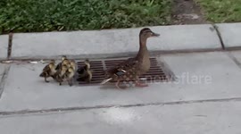 Rescuing Ducklings From A Storm Grate
