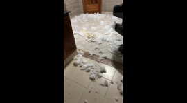 Guilty Dogs Are Completely Innocent