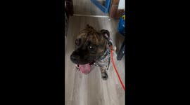 Presa Pitt with Heavy panting after 10km run