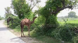 Ship of Desert on Road; Camels with baby in Rajasthan