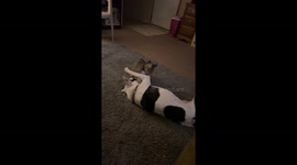 Domino my 4 year old male dog and Luna 7 month old female cat wrestling