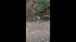 Golden Dog Turns Black With Mud