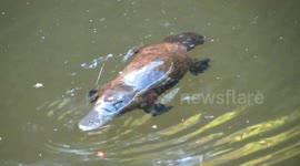 A rarely seen platypus is swimming on the surface of a river in Australia