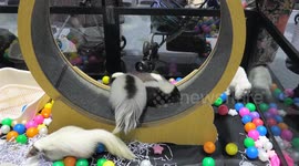 Skunks and Bengal Cats are Stars of Thailand's biggest Pet Event