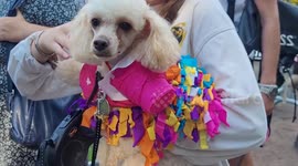 Dogs wear quirky costumes for annual PetShop Days festival in St Petersburg, Russia