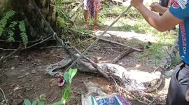 Mammoth 17ft long python caught in village in southern Thailand