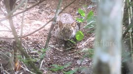 Hungry leopard cub tucks into deer carcass in Thai forest