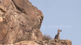 Looking up and panning to capture the little deer on the rocks of Helan Mountain Rock Painting Site Park in Yinchuan City, Ningxia Hui Autonomous Region.