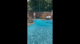 Adorable golden retriever loves to swim in the pool with owner *Wholesome*