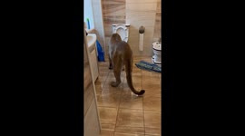 Pet Puma Drinks From Toilet