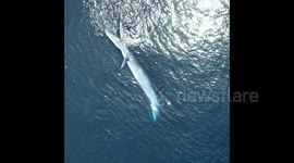 Aerial Footage of Bryde's Whale Feeding