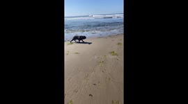 French Bulldogs In A Standoff