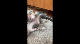 Kitten Has A Unique Way Of Relieving Himself