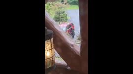 Black Bear Tries to Break Into Vehicle