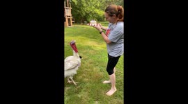 Frito The Turkey Gets Special Cake for His First Birthday