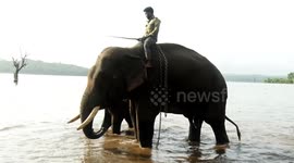 On Elephant Day, jumbos enjoy Bath, Colourfully Painted and attend special Prayers at Sakrebailu camp