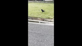 Clever Australian bird (crow) softens chip in puddle of water to make it easier to eat