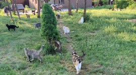 Over 300 Cats At This Cat Sanctuary