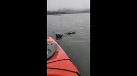 'Oh my God!' Woman stunned as curious otter clings onto her kayak in California