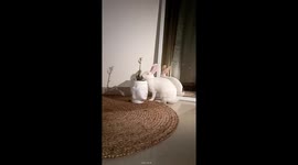 Caught my mischievous bunny indulging in a late-night snack escapade at 3AM! Hilarious video captures my fluffy friend stealthily enjoying leaves from an indoor plant in another room, adding a touch of unexpected charm to the midnight hours