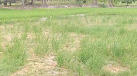 Impact of El Nino, 100 Hectares of farming Land in Kukar Threatened with Harvest Failure