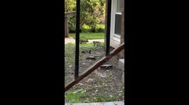 Man walking in Chicago neighborhood when two bunny rabbits battle it out! Are the playing or is this a rabbit showdown?