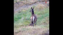 Cute doe strolls around with equally cute baby fawn in the open field