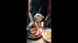 Joyful celebration: a heartwarming birthday serenade for Bududuts, the resilient furbaby