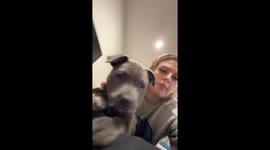 Adorable blue English staffy pup throws hilarious temper tantrum