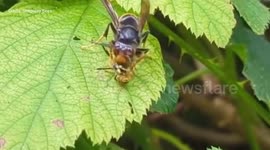 Video captures moment Asian Hornet devours a wasp on the 'UK frontline' - in seconds