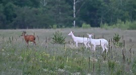 Twin Albino Buck and Doe Share Sweet Moment